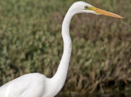 Great White Egret by Jeff and Allison Kew/BTO