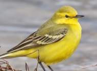 Yellow Wagtail by Roger Collorick