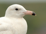 Glaucous Gull by Amy Lewis