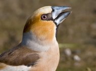 Hawfinch by Chris Knights