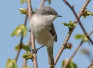 Lesser Whitethroat by Jeff Lack