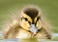 Mallard duckling by Ric Jackson