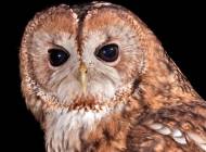 Tawny Owl by John Harding/BTO