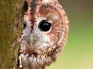 Tawny Owl by Howard Stockdale/BTO