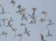 Terns and gulls by Stuart Gillies