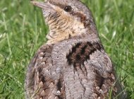 Wryneck by Dave King
