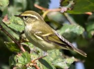 Yellow-browed Warbler by Jon Lowes