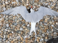 Common Tern. Peter Coffey