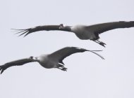 Common Cranes by Luke Delve