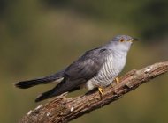 Cuckoo by Edmund Fellowes
