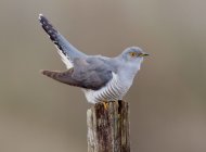 Cuckoo by Edmund Fellowes