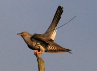 Cuckoo 161322. Photograph by Norman Wyatt