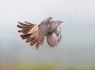 Cuckoo in flight by Edmund Fellowes