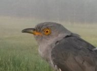 Satellite-tagged Cuckoo Stanley