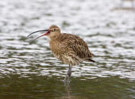 Curlew. Photograph by John Harding