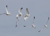 Gulls, photograph by David Williams.jpg