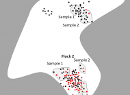 Diagram of waterbird flock composition