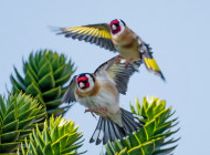 Goldfinches. Philip Croft / BTO