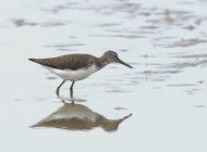 Green Sandpiper - image by Dave King