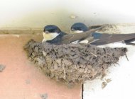 House Martins by Doug Welch
