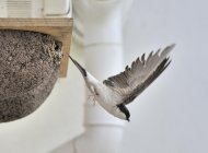 House Martin by Doug Welch