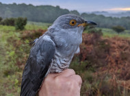 Cooper the Cuckoo, New Forest, 2022. 