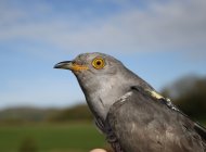Peckham the Cuckoo by BTO