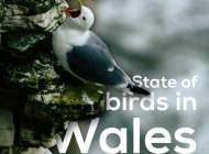 State of Birds in Wales 2018 cover