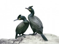 Shags by Andrew Cleeve
