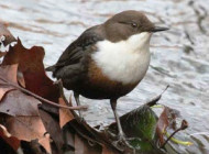 Dipper © Nick Stacey