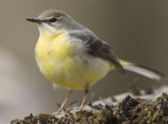 Grey Wagtail. Photograph by Edmund Fellowes