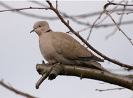 Collared Dove. Photograph by Stephen North
