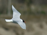 Mediterranean Gull. Photograph by penwithnature