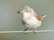 Whitethroat. Photograph by Mark Whittaker