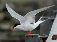 Common Tern. Photograph by Januaryjoe