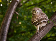Little Owl. Photograph by Sarah Kelman