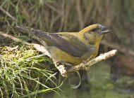 Crossbill. Photograph by Chris Mills