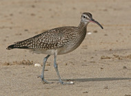 Whimbrel. Photograph by Ron Marshall
