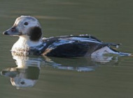 Long-tailed Duck © Ron Marshall
