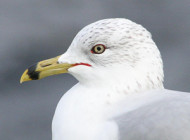Ring-billed Gull © Jeff Copner