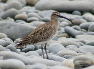 Whimbrel by Jeff Copner