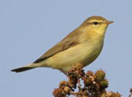 Willow Warbler by Stephen Carey