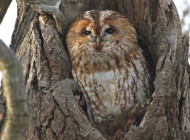 Tawny Owl by Margaret Holland