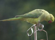 Ring-necked Parakeet by Christine Matthews
