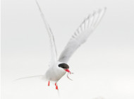 Arctic Tern by Sarah Kelman