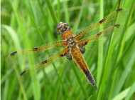 Four-spotted Chaser by Dawn Balmer