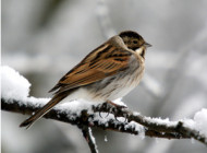 Reed Bunting by Dave Middleman