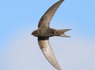 Common Swift by JimP1445