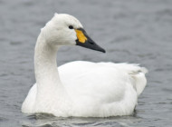 Bewick's Swan by Penwith Nature