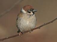 Tree Sparrow by Ron Marshall
